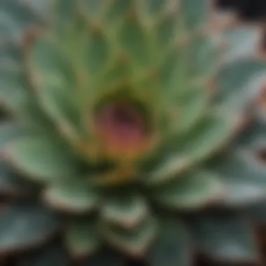 Close-up of succulent leaves highlighting unique textures and colors.