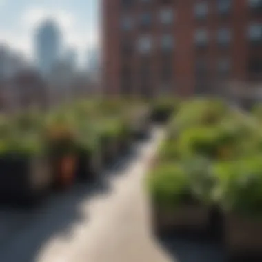 A rooftop garden in a coliving building, offering residents a tranquil escape with city views.