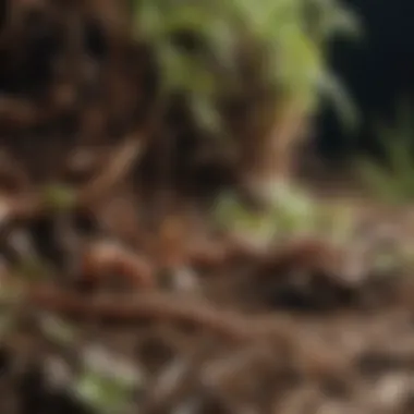 Nature's Recyclers at Work Close-up of decomposing materials with earthworms