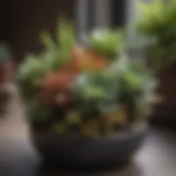 A vibrant indoor succulent arrangement showcasing diverse species