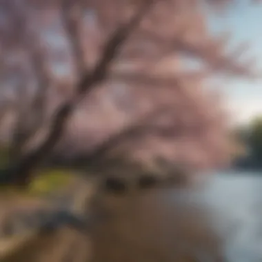 The vibrant cherry blossoms surrounding the Tidal Basin in spring