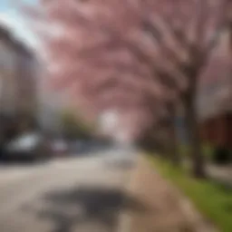 A vibrant street scene showcasing the iconic cherry blossoms in Washington, D.C.